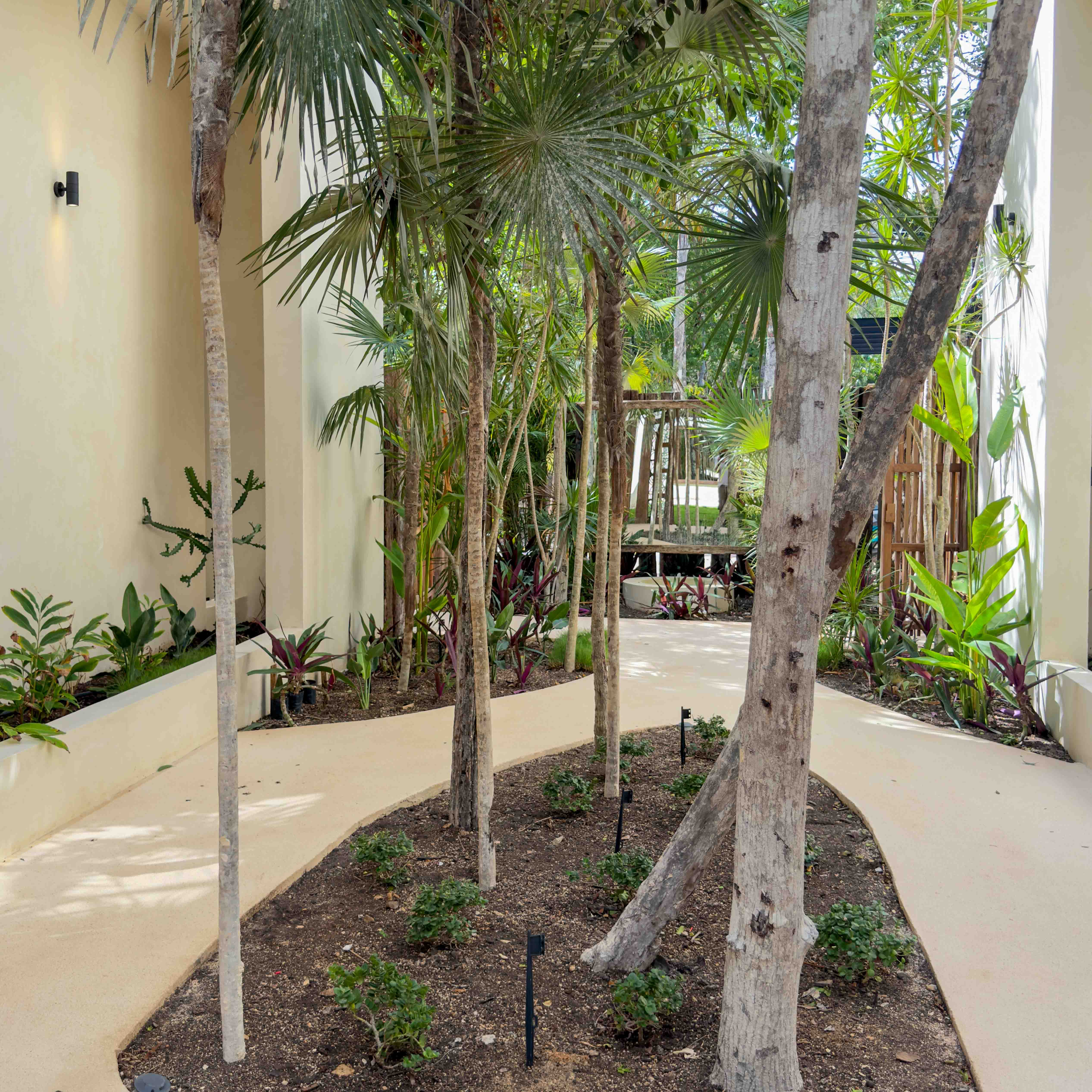 Lush garden pathway with palms and modern architecture.