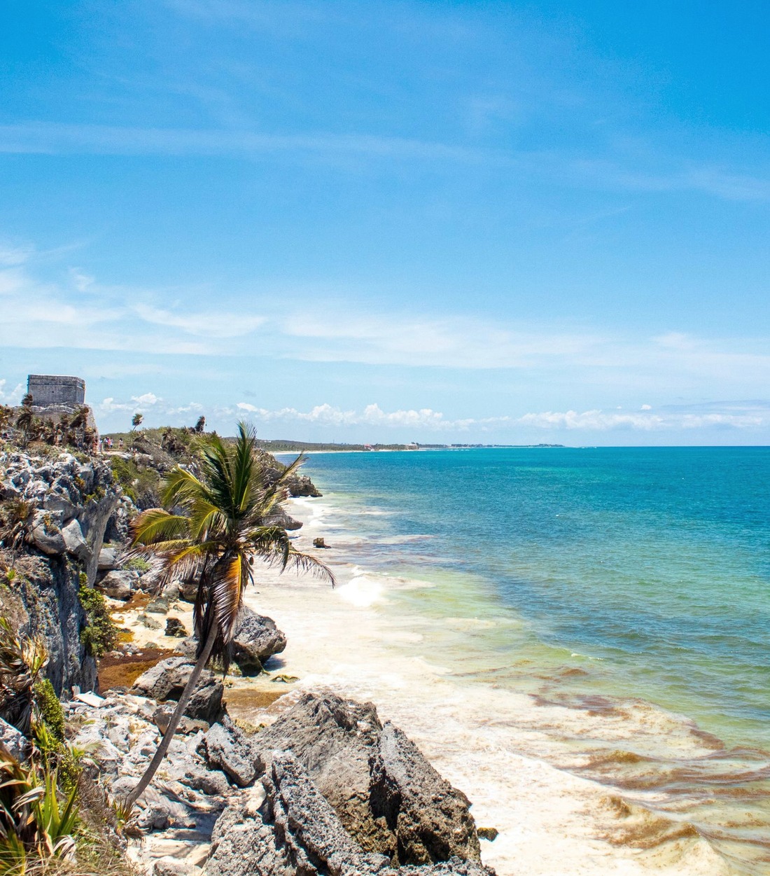 Palm tree on the rocky Tulum shoreline above turquoise Caribbean water